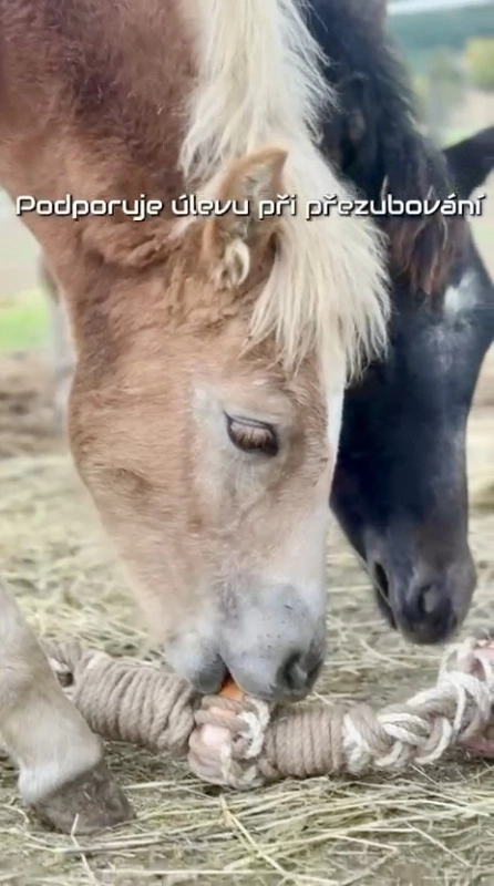 HryzLiz trvanlivá hračka pro koně do boxu i ven s minerálním lizem Lolly Lick HryzLiz trvanlivá hračka pro koně do boxu i ven s minerálním lizem Lolly Lick