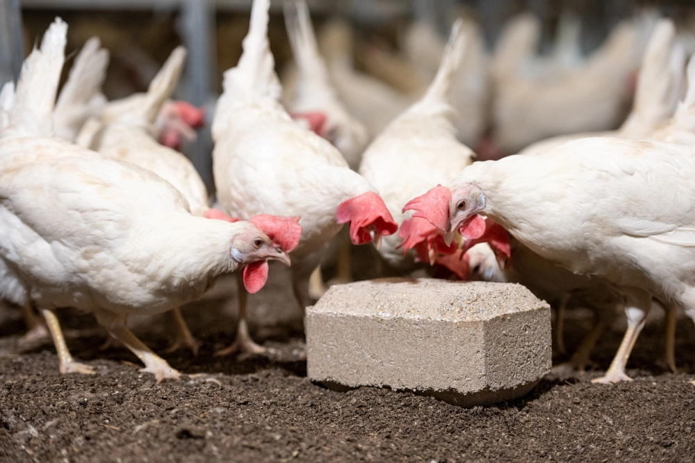 Minerální liz z mořské soli s vitamíny a minerály pro drůbež Ultra Peck EKO Minerální liz z mořské soli s vitamíny a minerály pro drůbež Ultra Peck EKO