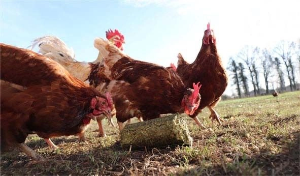 Klovací válec pro drůbež z lučního sena s vitamíny, minerály a enzymy Klovací válec pro drůbež z lučního sena s vitamíny, minerály a enzymy