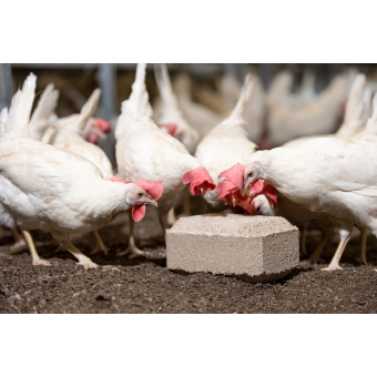 Minerálny liz z morskej soli s vitamínmi a minerálmi pre hydinu Ultra Peck EKO